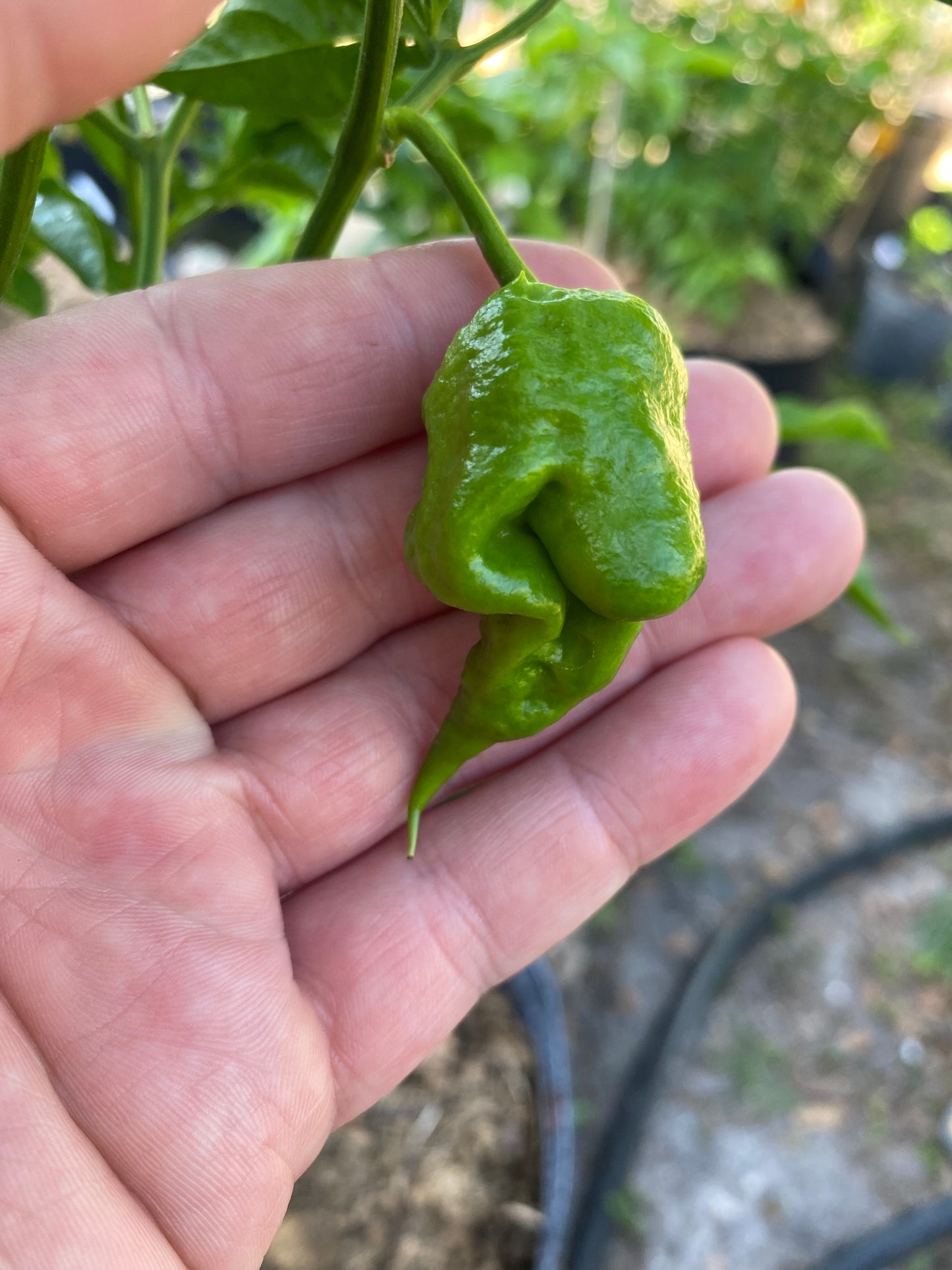 Chocolate Apocalypse Scorpion