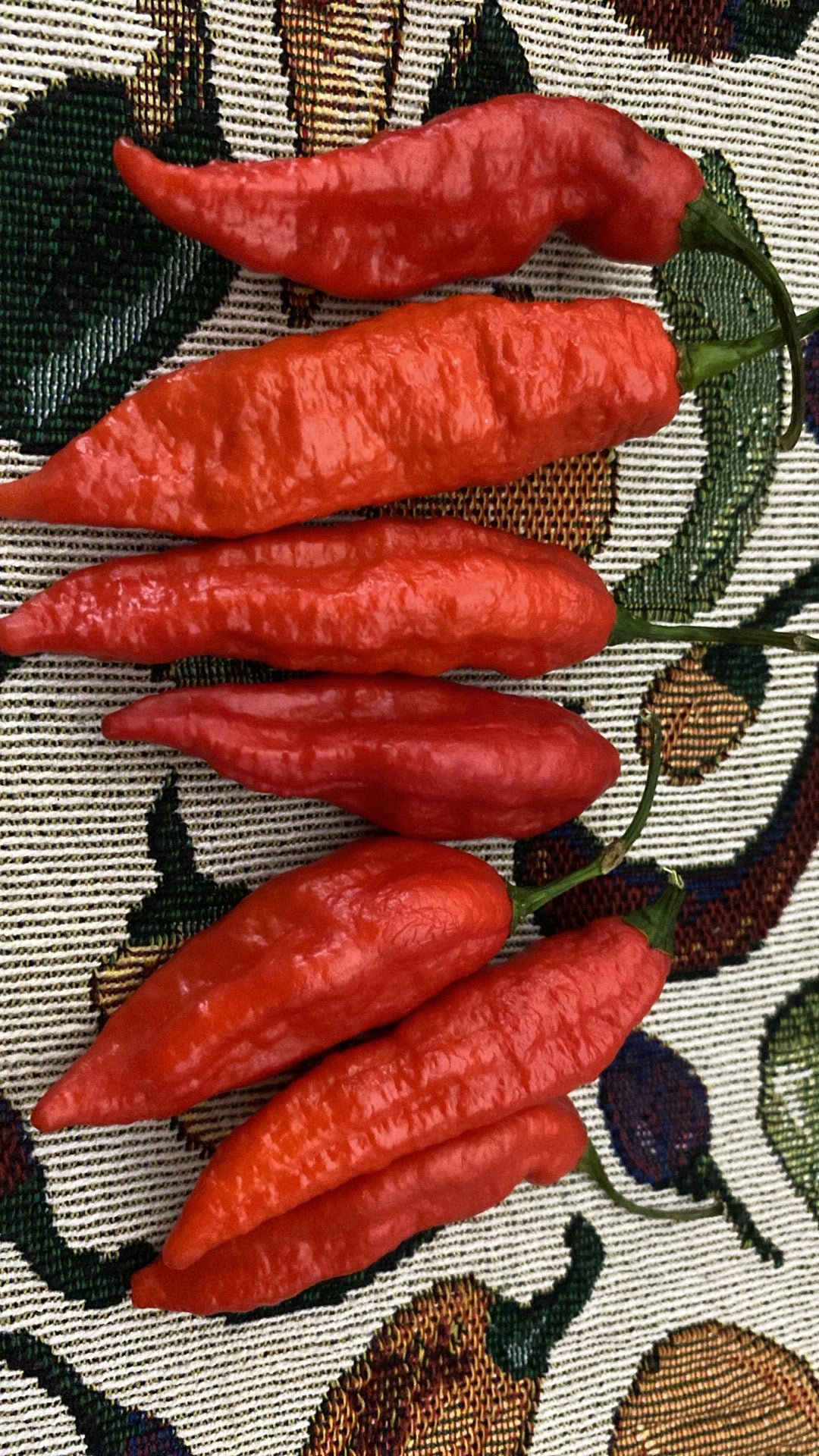 Why Not Red