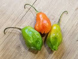 Aji Rainforest