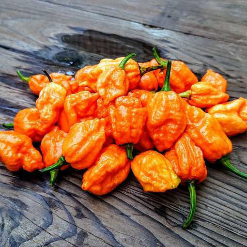 Bhut Orange Copenhagen