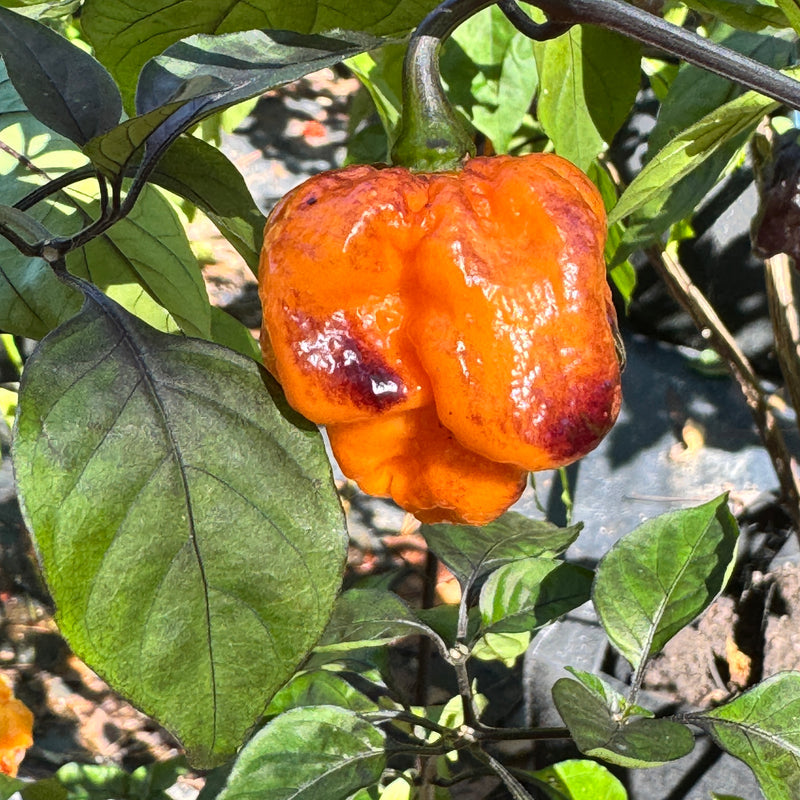 Pockmark orange