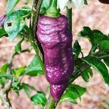 Purple Bhut