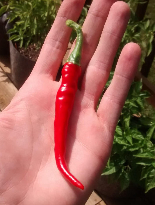 Ring of fire cayenne